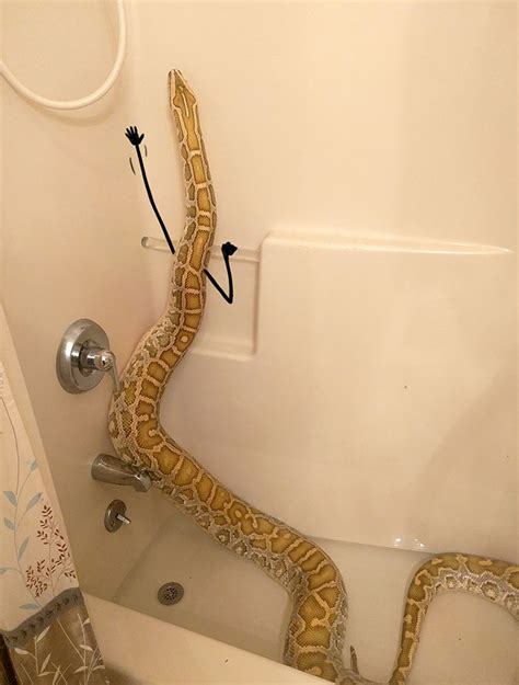 Shower snake. Things To Know About Shower snake. 